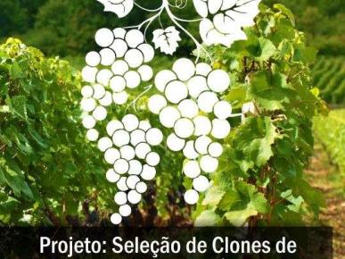 Seleção de Clones de Variedades Viníferas - Embrapa