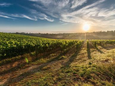 Como a inteligência artificial (IA) esta auxiliando os produtores de vinho a lidar com as adversidades das mudanças climáticas.